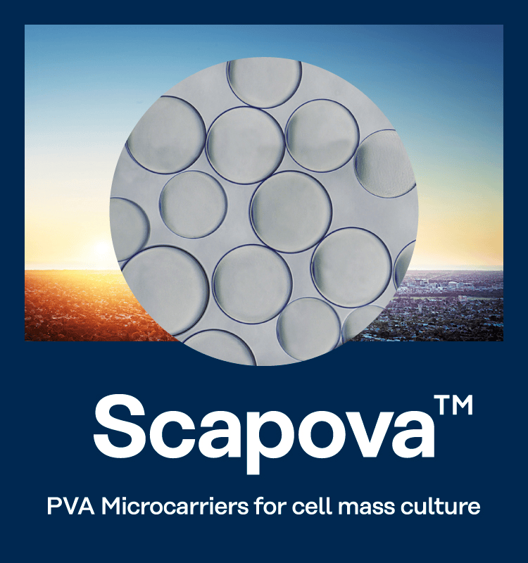 Scapova TM PVA Microcarriers for cell mass culture